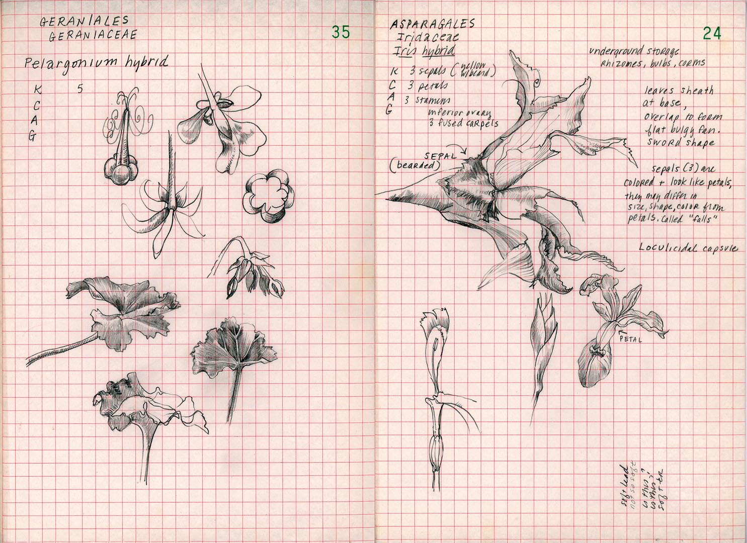 Ellen Wiener, Field Book: 35 & 24, 16 x 22”, pencil on paper w color, 2007