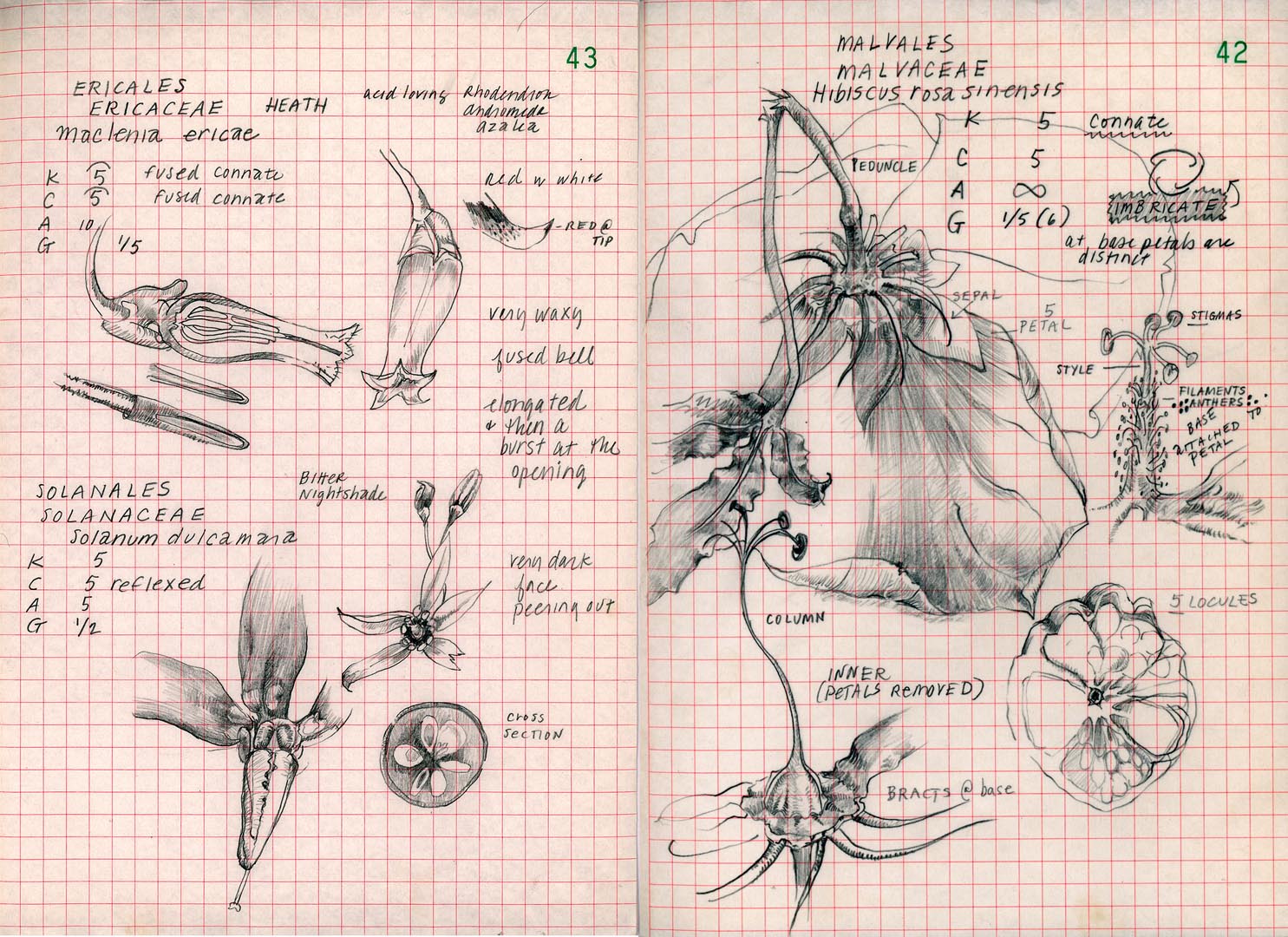 Ellen Wiener, Field Book: 42 & 43, 16 x 22”, pencil on paper w color, 2007